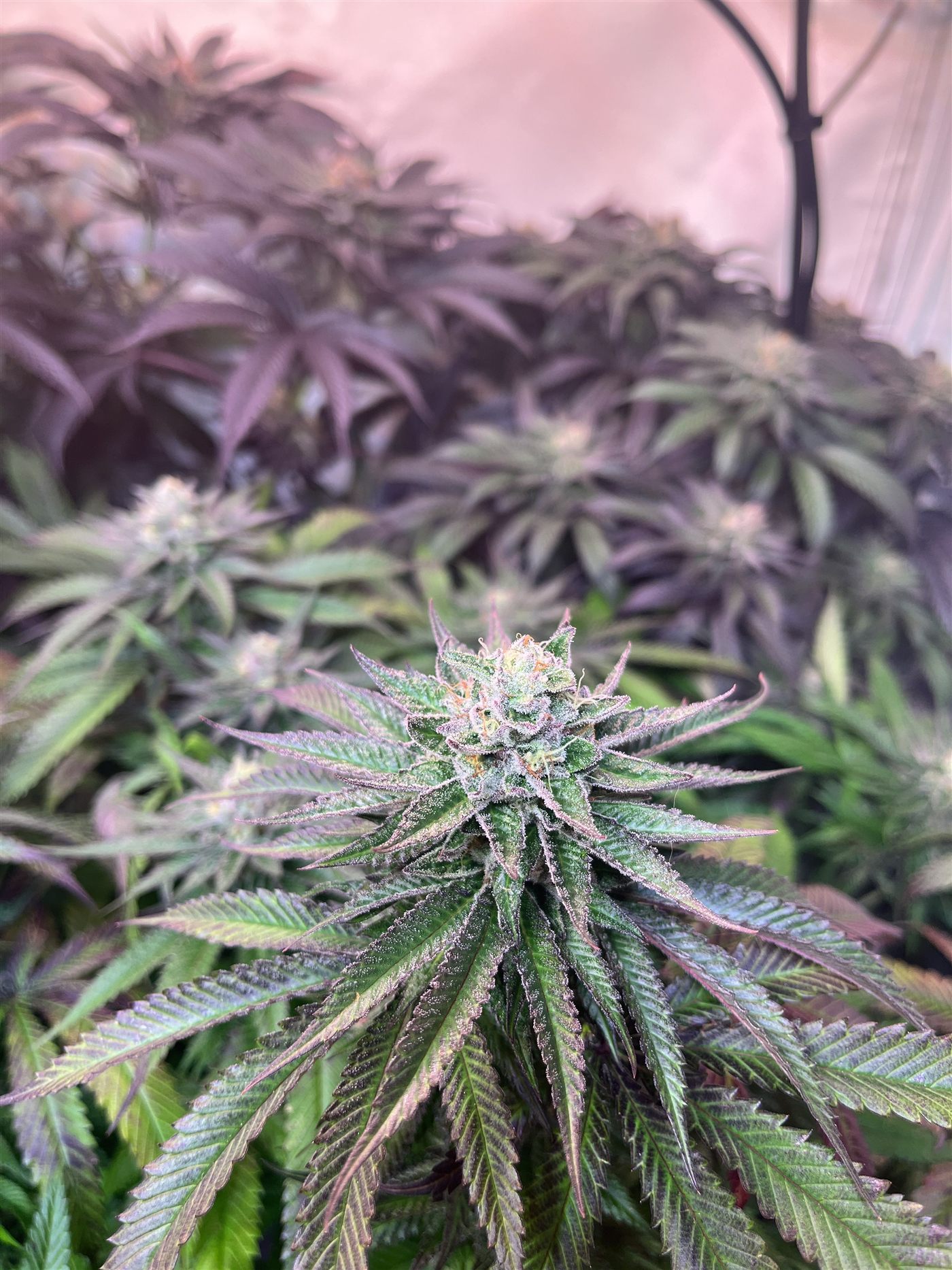 Cultivo de cannabis en etapa de floración